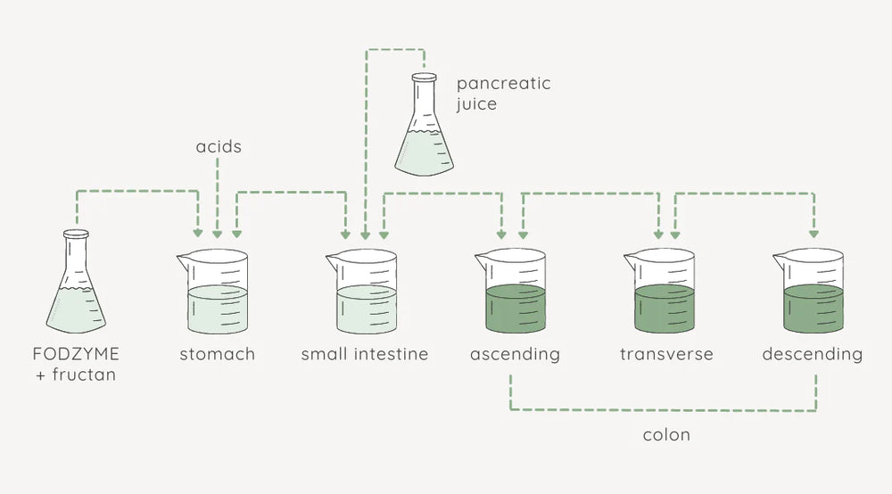 FODZYME® 5-Dose Starter Kit