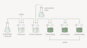 FODZYME® 5-Dose Starter Kit