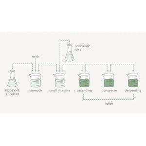FODZYME® 30-Dose On-The-Go Kit