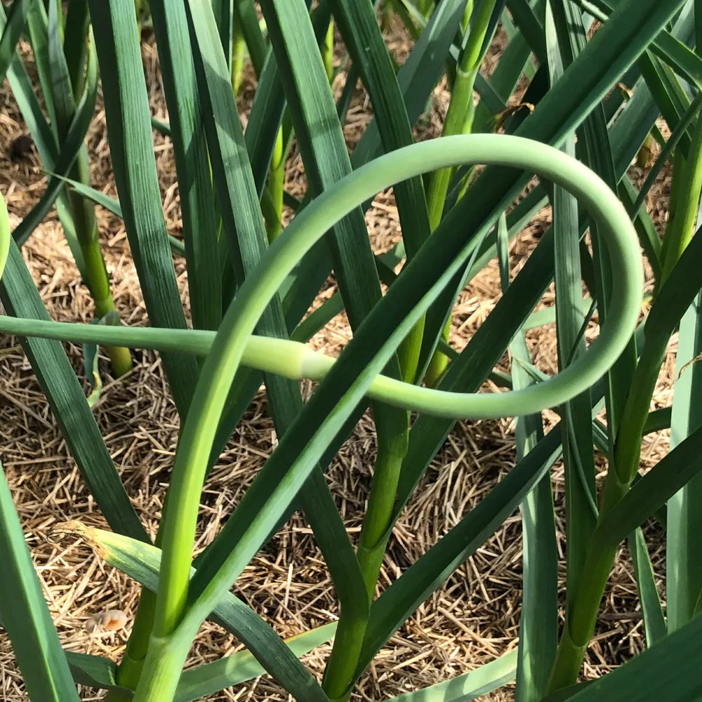 Gourmend Foods Low FODMAP Garlic Scape Powder (31g)